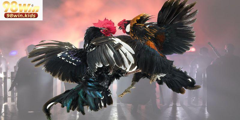 Đá Gà 98win 3 3 thế mạnh của sảnh đá gà 98win