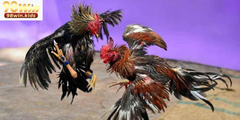 Đá Gà 98win 4 Đà gà 98win với 3 hình thức thi đấu cơ bản