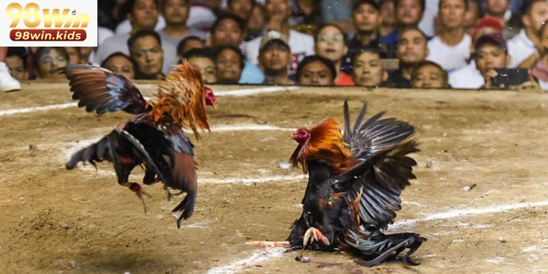 Đá Gà 98win 1 Giới thiệu sảnh đá gà 98win