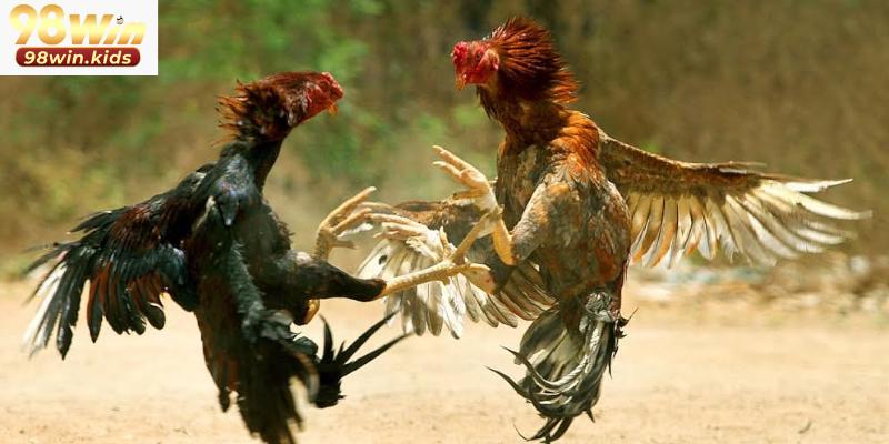 Đá Gà 98win 2 Nguyên tắc cược đá gà 98win cơ bản